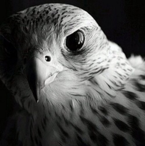 AAHMMarzooqi's profile picture. Classy GentleMan, Exceptional Pride and Dignity.