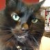 KittenClawsandCatnip ๐๐๐โโฌ๐งก (@suzkleinberg) Twitter profile photo KittenClawsandCatnip ๐๐๐โโฌ๐งก (@suzkleinberg) Twitter profile photo