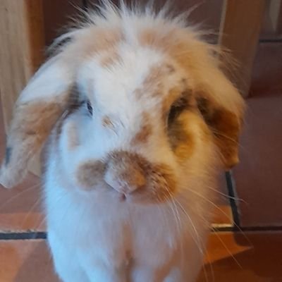 My name is LENNY the bunny  ...
I love carrots and spinach!
I like having fun... love music...
And I love playing FOOTBALL...