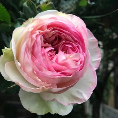 土が煙か食い物/舞城王太郎、十二国記/小野不由美、サラバ 、ametsub、テスカトリポカ。生きた証としての表現を徒然に、#夢日記