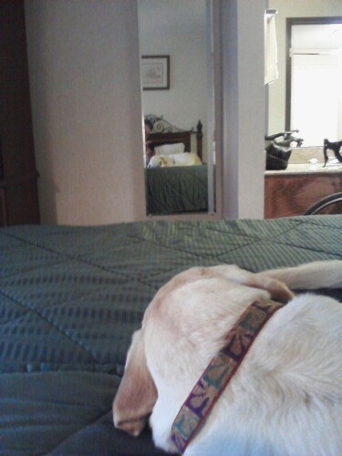 ReflectoDog's profile picture. 