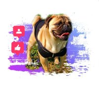 MARS (@marspug_) 's Twitter Profile