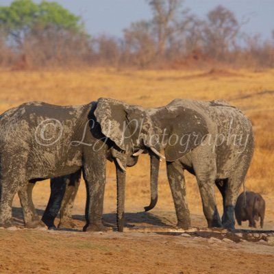 Photographers Liam & Jemma, on a mission to brighten homes with creative, nature and wildlife photography. Find prints @ https://t.co/usvwwcRCgH #NaturePhotography