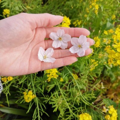 OleaHeartofLark's profile picture. 