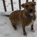 Kasey Henry - @Kanidae - Twitter