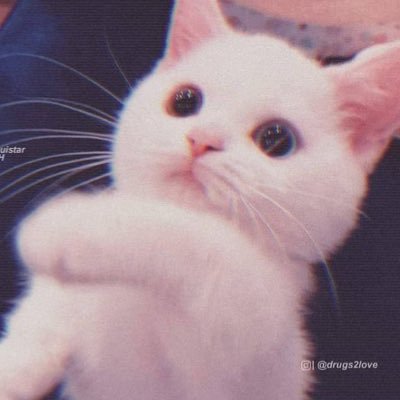 casinihablo's profile picture. ¡todo lo bueno tarda!