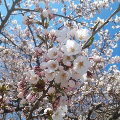 NAOONAOO's profile picture. 8月21日から突然野球好き💜 しったげ誤字多いので、雰囲気で察して下さい(*´з`)