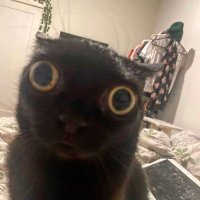 amanda 🏳️🌈🏴☠️(@angrybagels) 's Twitter Profile Photo amanda 🏳️🌈🏴☠️(@angrybagels) 's Twitter Profile Photo