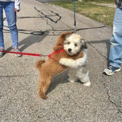 犬の散歩中さんのプロフィール画像