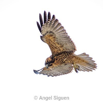 CEFE469's profile picture. Fotografías de aves