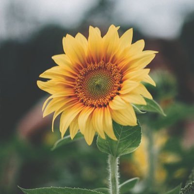 secretflameshh's profile picture. priv account to @pepperpinkheart | moots only |