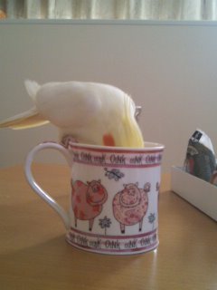 okamenakapibara's profile picture. 