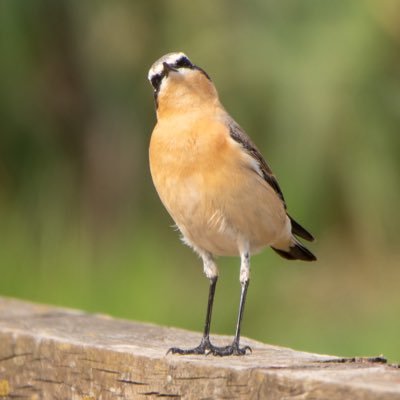 Bird updates for the Lower Test Nature Reserve