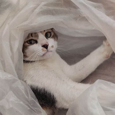 mewlios's profile picture. 