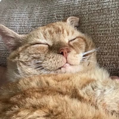 ArtemistheCat10 Profile Picture