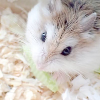 ハムスターに餌をあげる下僕🐹