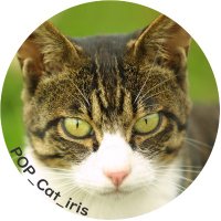 POP_Cat_iris (@pop_photocat) 's Twitter Profile Photo POP_Cat_iris (@pop_photocat) 's Twitter Profile Photo