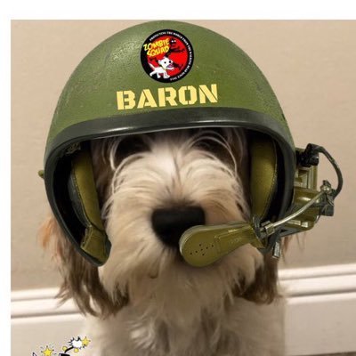 BaronThePBGV Profile Picture