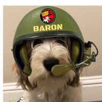 Major BaronThePBGV (Zombie Hunter) (@baronthepbgv) 's Twitter Profile