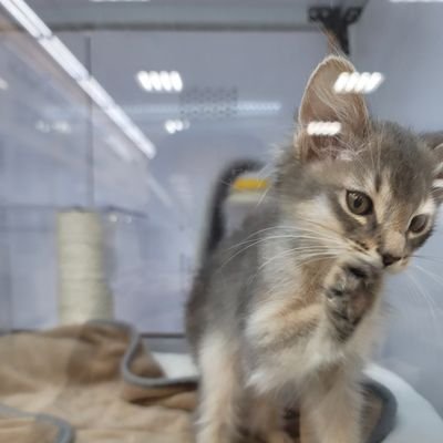 sarmaru217's profile picture. 