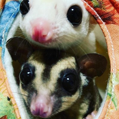 桃太郎王国 木更津店さんのプロフィール画像