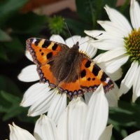 Clare Schofield (@profcschofield) 's Twitter Profile Photo