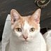 ๐บ๐ธWoke Patriotic Cats ๐บ๐ฆ๐ง๐vote=power๐ฆ
(@stand4sumtin) Twitter profile photo ๐บ๐ธWoke Patriotic Cats ๐บ๐ฆ๐ง๐vote=power๐ฆ
(@stand4sumtin) Twitter profile photo