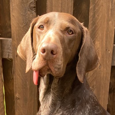 Enthusiastic GSP, cancer survivor, who has worked hard to overcome Hyperarousal. Eriba caravan ‘mobile kennel’ fan - follow my adventures on the road!