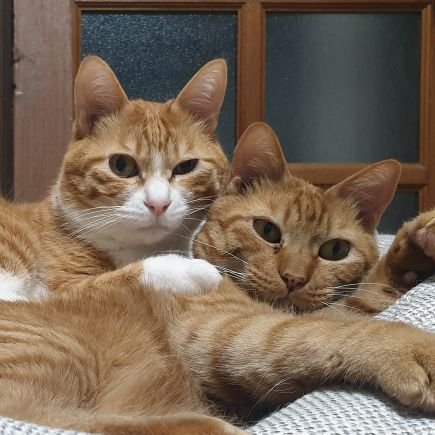 2020年4月4日、我が家にお迎えしました🐱いつもいいね♥ありがとうございます!うに(茶トラ)▶︎2018年9月生🍣むぎ(茶白)▶︎2019年5月生 🍵2ぴきあわせてお茶請けセット🍵 中の人▶︎黄色がすき/ちいかわすき/イニDすき