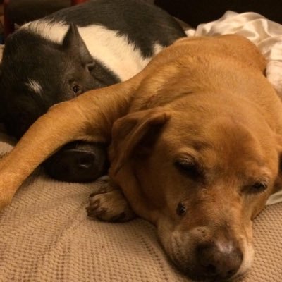 PapaPig007's profile picture. 