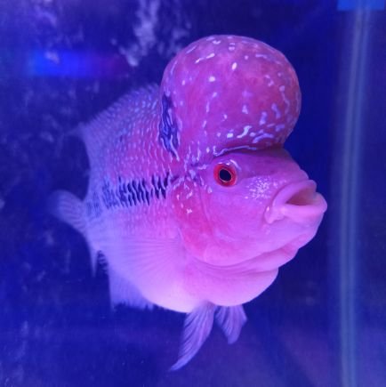 sisiknanas's profile picture. Simple :)