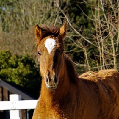 Lilly ein Quarter Horse Stutenfohlen und Raven ein Tinker Wallach. hier gibts ein paar Geschichten aus unserer Welt und unserer Sicht natürlich.