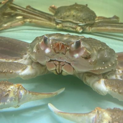 oldsalt盐さんのプロフィール画像
