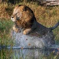 Laurent l'africain (@africainlaurent) 's Twitter Profile