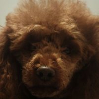 毛狗是真的狗 (@jiakejiaoo) Twitter profile photo