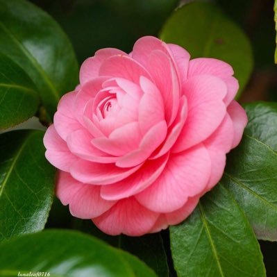 Izanagi_Tskym's profile picture. 