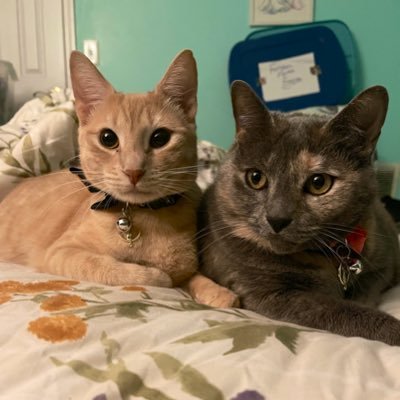 Hi! I’m Anakin, an 12 year old diluted tortie and this is my brofur Kirk. he’s a 3 year old orange tabby. We live with our mommies. These are our adventures!