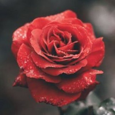 Vectorspace00g's profile picture. 