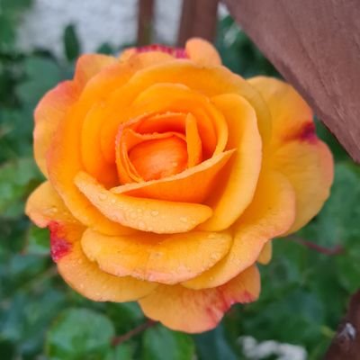 MammyShona's profile picture. Loving life as a mammy, to 2 wonderful and very cheeky girls 😂 and a very happy wife 😁