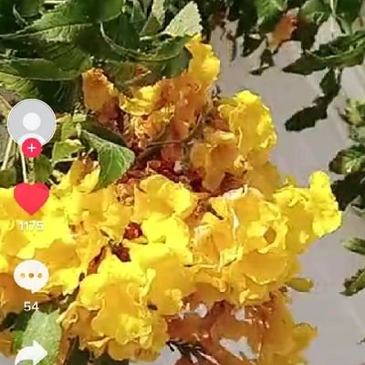 Ds1Hey's profile picture. 