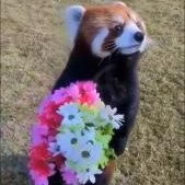 Euw Foshy | 25 | 🇳🇿 | I really like red pandas