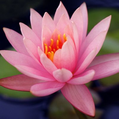 Larissa_7905's profile picture. Née à Taganrog