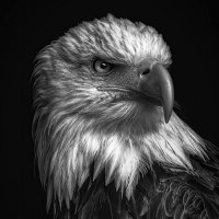 REKKT Ghost (@aigleroyal28) 's Twitter Profile Photo