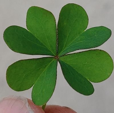 ThomasTaylorJ13's profile picture. 