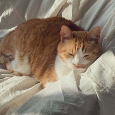 beefodensamanco's profile picture. 늘 불안하고, 대체로 우울하고, 때때로 등신 같고, 드물게 행복함.