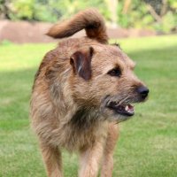 Joss Naylor (the dog) CBE(@BorderJoss) 's Twitter Profile Photo