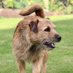 Joss Naylor (the dog) CBE OBE (@borderjoss) Twitter profile photo Joss Naylor (the dog) CBE OBE (@borderjoss) Twitter profile photo