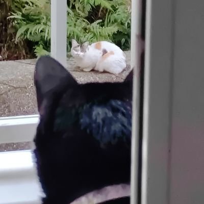 kamikuse_nyan's profile picture. 噛み癖なクロネコ（ハナちゃん）と鮎を釣ったりしながら、ノンビリ過ごしてます。よろしくお願いします。