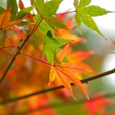 kaedeページ Kaede mice for in vivo monitoring of cell migration | Experimental