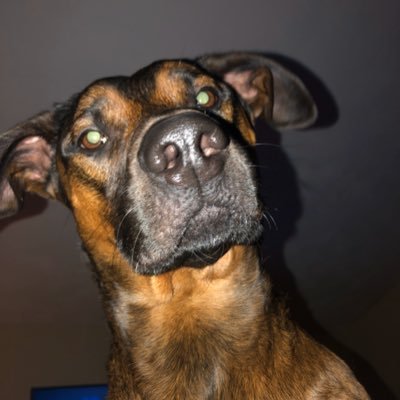 IndustrialAlien's profile picture. patriot